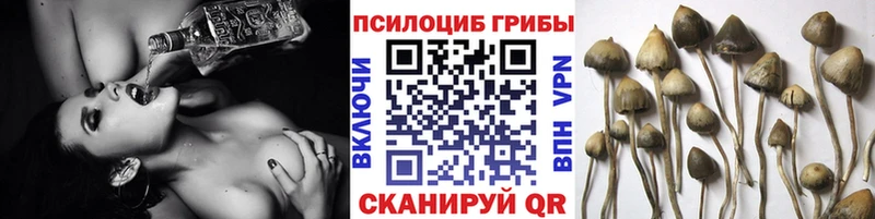 Купить  Давлеканово  Галлюциногенные грибы Psilocybine cubensis 
